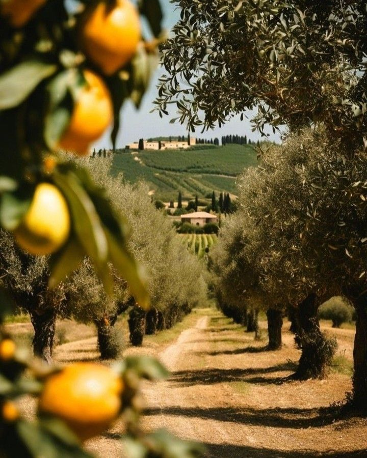 Olive grove and Tuscan landscape